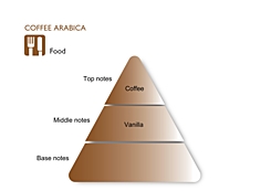 COFFEE ARABICA